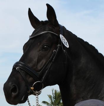 Sancerre, a 2006 stallion (Sir Donnerhall x Rubinstein), who is generating excitement thanks to the results he and Naima Moreira-Laliberté achieved during the 2016 at AGDF.  The new partnership is already gaining notice after numerous successes in CDI classes at the 2016 AGDF, with coaching by Janine Little, who scouted the horse in Europe for Moreira-Laliberté earlier this season.  (Photo credit: Joanna Cockerline)  