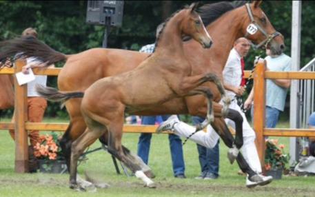 Amelie’s new horse, Ivar, as a foal.  