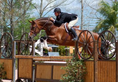 Apiro, Bavarian WB, Sabino, Argentinus, RPSI, Stallion Service Auction, 2016 