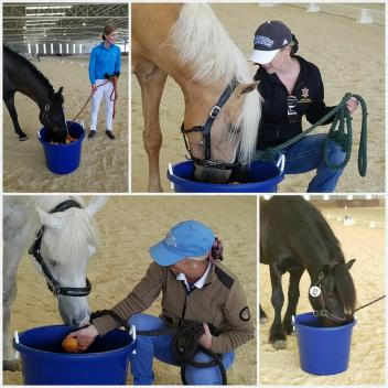 After their winning rides, ponies enjoyed bobbing for apples at a NDPC Partner Show in California.  