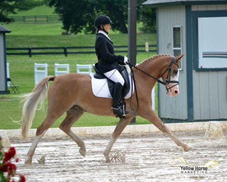 Karyn Becerra,  American Sport Pony, Twinkletoes Tiara, 