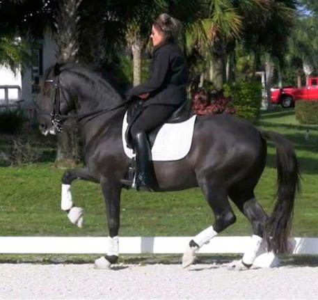 Cenozoico, Lusitano, Stallion, Peak Rock Farm, HorseMarket 