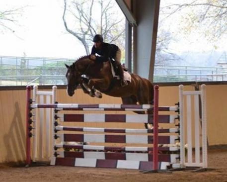 Chacco's Rubin DSF, Oldenburg, Chacco Blue, RPSI, Stallion Service Auction, 2016 