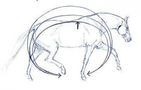 An active hind leg is the key to engage the whole body and enable a swinging back.