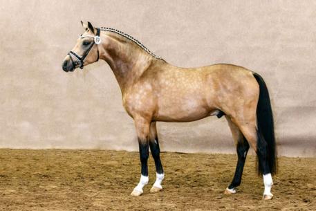 Cocktailzauber, Buckskin German Riding Pony Stallion, Top Carlos Cassini, RPSI, Stallion Service Auction, 2016
