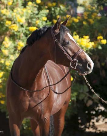 Coronet d'Honneur 2010 16.3 h. Bay Bavarian WB Stallion (Comme il Faut x Dinard L - Pilot) 