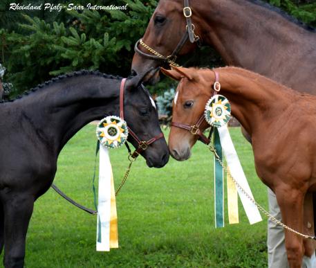 Endless Possilities, Eclipsed by Color,  Mattgold, RPSI, Auctions