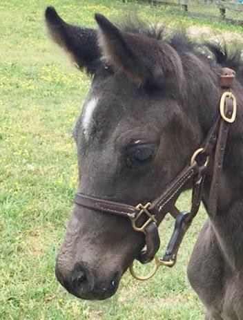 The youngest: Doc Dancer MF (Doctor Wendell MF/Fuerst Heinrich)