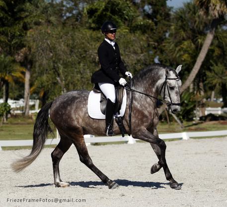 Forcado da Carvalha is a 5-year-old stallion bred in Portugal by Quinta da Carvalha and imported in 2013 (Qualificado – Infanta, Cravo). He was the IALHA National Champion of Lusitanos Three and Under, has shown to First Level and is schooling Second and Third Level movements. Photo by Shaana Risley. 