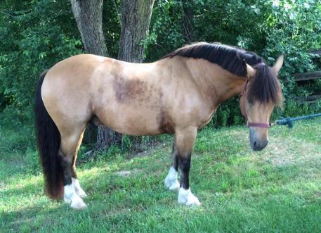 Suede upon arrival ten months ago, before dressage conditioning