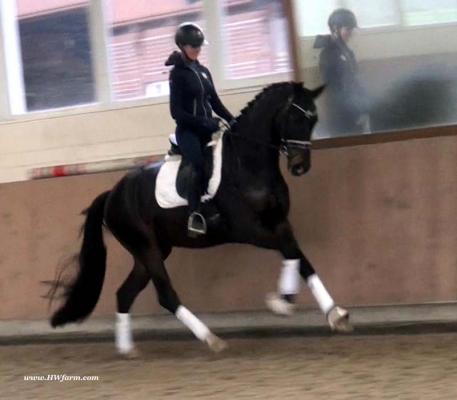Gatsby HW - 2014 Westphalian Gelding ($50,000 - $75,000)