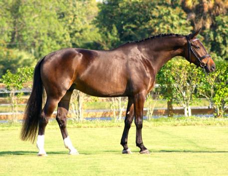 Imported KWPN Gelding by Ferro