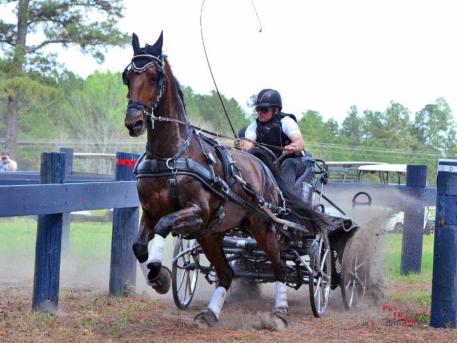 Jacob Arnold from Snow Camp, N.C., driving Uminco, Leslie Berndl's 17-year-old Royal Dutch Warmblood gelding