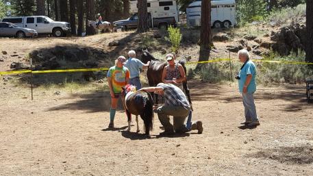 AERC control judge Dan Chapman, DVM, checking out Jelly at the Hat Creek Hustle vet check. Jelly went through the same vetting procedures as all the other full-size horses in the competition. Photo courtesy Elicia Kamberg.
