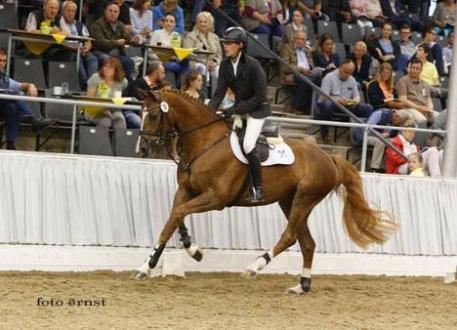 Vamos, Valentino, Uccello, Galvano, Hannoveraner Verband, Verden Auction 