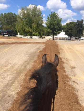 Mulch walkways put in place to protect the young horses bare feet. 
