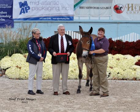 Mule, Meadow lark, Dressage at Devon 2015, Shannon Hoffman