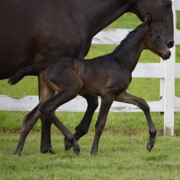 Maplewood Farms, Breeding News, Dona Francisca