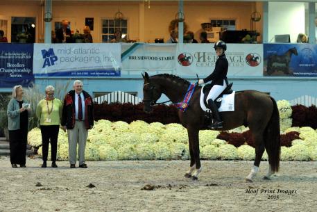 MW Feinermark, Maplewood Warmbloods, Dressage at Devon 2015