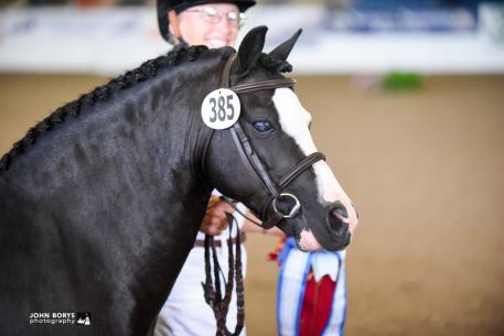 Nistar Blazing Kansas, NDPC Stallion Championship, Mature Championship