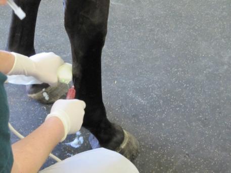 Platelet Rich Plasma is injected into an injured area to encourage a more  robust healing response.