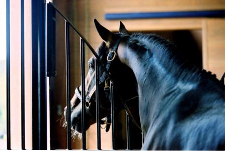 Wood's Lane Farm, Regazzoni, Rubinstein I, Werther, Esther Noiles
