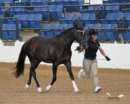 Ryann shows off her winning form in the National Dressage Pony Cup Dressage Sport Horse Breeding division. 