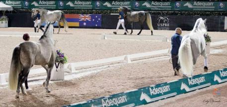 Stallion Parade 