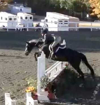 LOT 11: Surprised By Grace, Cam Womble, LLC- North Carolina, Sporthorseauctions.com 