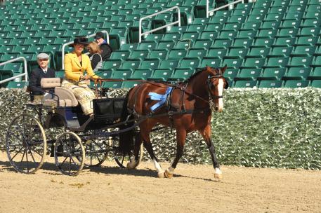 Champion Driver Suzy Stafford takes the win in the 2015 Kentucky Classic Combined Driving Event int eh Preliminary division with "Micha" a Dutch cross pony owned by Margaret Mayer of Ocala Florida.  