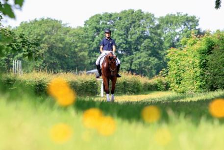 Timo Kolbe, Hanoverian, Auction, Kanz