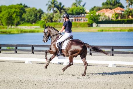 Melissa Taylor and Ansgar soar to victory at the Gold Coast Made In The Shade Show. (Photo courtesy of Joanna Jodko Photography)