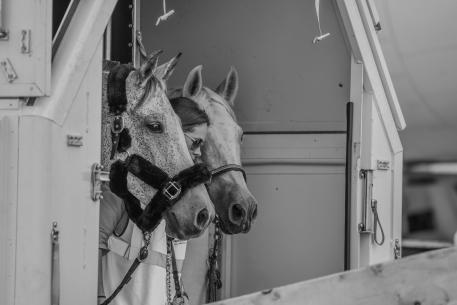 The world’s largest commercial airlift of horses has begun ahead of the FEI World Equestrian Games™ Tryon 2018, with a total of 550 horses flying to the USA to join 270 horses coming overland to the Games, one of the biggest sporting events on US soil this year. (FEI/Dirk Caremans; FEI/Tori Repole)