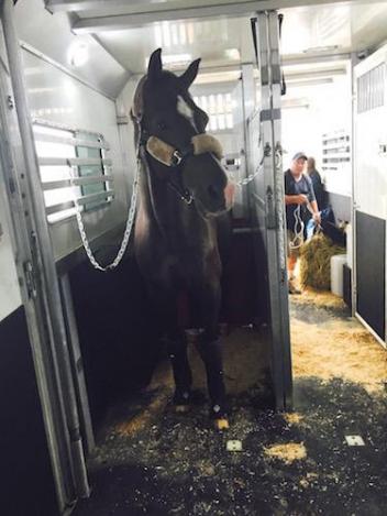 Valegro arriving in New York.
