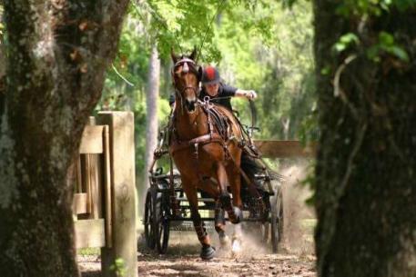 Olof and Woodstock W at Live Oak International 2007, Photo credit Blue Centaur