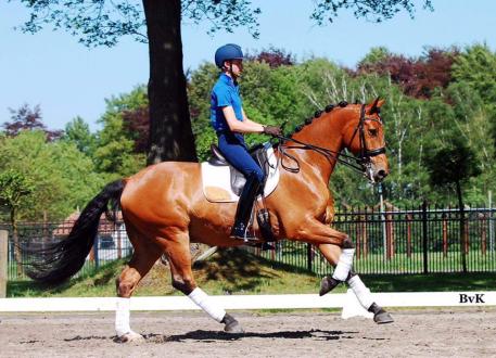 Zilverstar - KWPN FEI Schoolmaster by Sir Sinclair