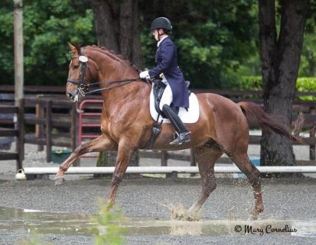 Furst Fiorano and Pitts return for the 2014 Markel/USEF Developing Horse Dressage National Championships at the Lamplight Equestrian Center, August 20-24. Photo: Mary Cornelius
