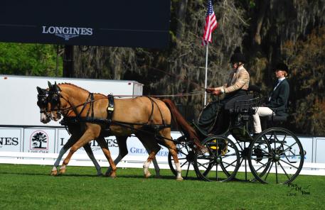 Boots Wright of Ocala, Florida and her German Riding Ponies took first place in the dressage phase with a score of 46.66 (Photo: PicsofYou.com)