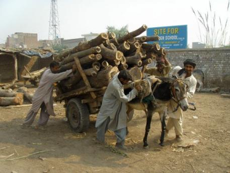 Equines haul most of the building materials in the developing world, like this donkey who is hauling timber in Pakistan