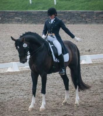 Donnersohn (Donnerhall x Archipel) Hanoverian Verband and American Hanoverian Socitey approved stallion available in the second chance Hanoverian Stallion Service Auction
