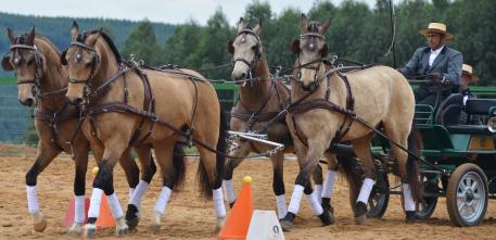 Four in Hand winners, Demócrito Interagro, Caglisotro Interagro, Crispim Interagro & Comanche Interagro with driver, Antonio M de Souza (Photo: courtesy Elayne Massaini)