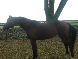 Rainbow''s End is SOLD thanks to DressageDaily's HorseMarket!