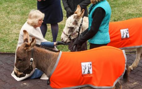 Upon arrival at Churchill Downs, Her Royal Highness The Duchess of Cornwall was greeted by two miniature donkeys representing Brooke USA's programs to improve the welfare of working horses, donkeys and mules in the developing world.