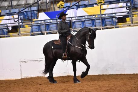 Elis GV - National Horse of the Year (Jon McCarthy Photography)