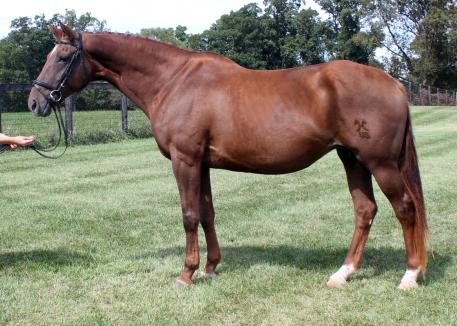 Lot 24 - EM Wowie: 1999 Chestnut Mare (Weyden x Brimming)