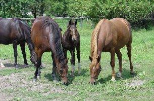 Foley as a foal. He was bred by Amanda Johnson's mother, Barbara Putnam. (Photo: Courtesy Amanda Johnson)