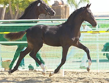 Gaspard de la Nuit DG as a foal in 2011, 2015. (Photo: Tass Jones Photography)