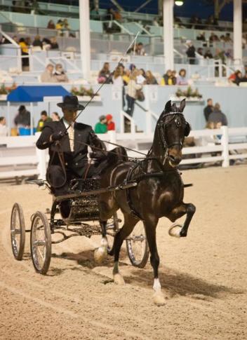 The Hackney and Harness Ponies are always a crowd favorite at the Devon Horse Show and Country Fair 