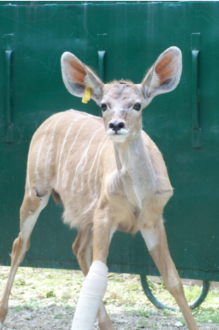 Georgie the African Kudu during his treatment in The Sanctuary’s HBO chamber (Photo: The Sanctuary)