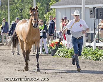 Ian Millar of Perth, ON, and Dixson, owned by Susan and Ariel Grange. (Photo © Cealy Tetley)